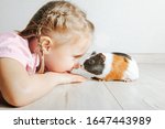 Girl Holding A Guinea Pig In...