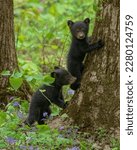 Black bear cubs playing in...