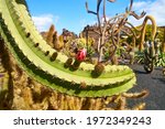 Bent Cactus With Fruit And...