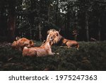 lion with two lionesses picjumbo com-min scaled
