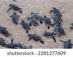 Small photo of Big group of turtles hatchlings on the beach. Many baby turtles going out of the nest, walking to the ocean. Cute and magical wildlife moment. Ningaloo national park in Exmouth, Western Australia.