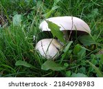 Two White Mushrooms In Green...