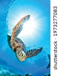 Small photo of background of a beautiful turtle photographed in a dive.