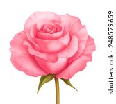 Vector Rose Pink Flower...