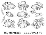Pecan Nuts Set. Isolated Flat...