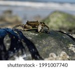 A closeup shot of a black crab on a wet rock on a beach