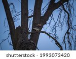 Small photo of A stygian owl perched on a tree branch in the forest