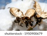 Cotton Boll Weevil - Anthonomus grandis image - Free stock photo ...