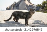 Small photo of Mackerel, Tabi, cat living in high rocky mountains, territorial fights, ferocity, beard, wounds, eyes, ears.