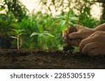 Small photo of Earth Day concept.Hand planting trees. Sustainable Strategic Guidelines Renewable energy, global warming and pollution for future business growth and environment. green nature environment