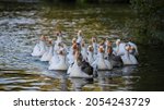 Domestic Geese Swim In The...