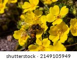Small photo of bee collects nectar from Potentilla arenaria, Tormentilla erecta, Potentilla laeta, Potentilla tormentilla, tormentil, septfoil, erect cinquefoil yellow small wildflowers melliferous plants.