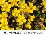 Small photo of bee collects nectar from Potentilla arenaria, Tormentilla erecta, Potentilla laeta, Potentilla tormentilla, tormentil, septfoil, erect cinquefoil yellow small wildflowers melliferous plants.