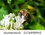 bee or honeybee on white clover flower, honey bee is in latin apis mellifera, springtime view.