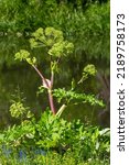 Small photo of Angelica, Angelica, Archangelica, belongs to the wild plant with green flowers. It is an important medicinal plant and is also used in medicine.