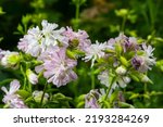 Saponaria Officinalis White...