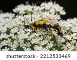 Closeup On A Spotted Longhorn...