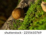 Forest Mushroom. The Common...