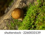 Forest Mushroom. Common Downy...