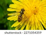 Small photo of Marmalade hoverfly, Episyrphus balteatus, posed on a yellow flower.