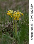 Small photo of Yellow Primula veris cowslip, common cowslip, cowslip primrose on soft green background.Selective focus.