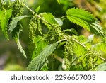 The nettle dioecious Urtica dioica with green leaves grows in natural thickets.