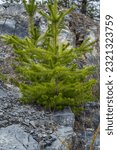 Small photo of Small pine tree. small green spruce grows on a stone against the background of the forest. coniferous plants germinate in unfavorable conditions.