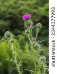 Small photo of Blessed milk thistle flowers in field, close up. Silybum marianum herbal remedy, Saint Mary's Thistle, Marian Scotch thistle, Mary Thistle, Cardus marianus bloom