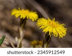 Small photo of Tussilago farfara, commonly known as coltsfoot is a plant in the groundsel tribe in the daisy family Asteraceae. Flowers of a plant on a spring sunny day.