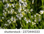 Small photo of Cardamine amara, known as large bitter-cress. Spring forest. floral background of a blooming plant.