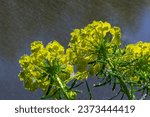 Small photo of Euphorbia cyparissias, cypress spurge greenish flowers closeup selective focus.