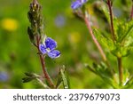 Small photo of Closeup on the brlliant blue flowers of germander speedwell, Veronica chamaedrys growing in spring in a meadow, sunny day, natural environment.