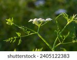 Small photo of Conium maculatum, colloquially known as hemlock, poison hemlock or wild hemlock, is a highly poisonous biennial herbaceous flowering plant in the carrot family Apiaceae.