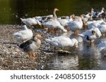 Small photo of A domestic goose is a goose that humans have domesticated and kept for their meat, eggs, or down feathers. Domestic geese have been derived through selective breeding from the wild greylag goose .