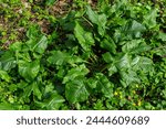 Cuckoopint or arum maculatum...