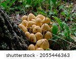 Small photo of A cluster of youngish mica caps (Coprinellus micaceus) at the base of a tree in Ottawa, Ontario, Canada.