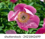 Small photo of Hot pink peony flower (Paeonia lactiflora 'Constance Spry') at the Ornamental Gardens in Ottawa, ON, Canada.