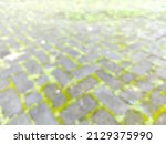 Blurred Photo Of Wet Green Moss ...