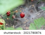 Wild Strawberry In Forrest ....