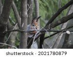 Squirrel on the tree. High quality photo, Selective focus