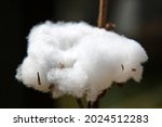 Cotton Plant Close Up . High...
