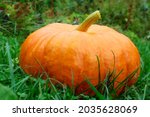 Ripe ginger pumpkin isolated on a burred unfocussed grass background. Autumn concept with pumpkin. High quality photo