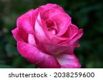 Close Up Of A Pink Rose On A...