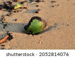 Green leaf on the stone on a beach sand. High quality photo