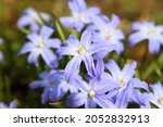 Blue scylla flowers in the...