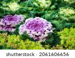 Ornamental coloured cabbage with purple, white and green center. Selective focus. High quality photo