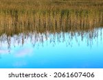 Reed reflecting in the the blue water of a lake. Selective focus. High quality photo