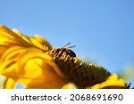 Sunflower with a honey bee with ...