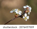 blooming apple tree on a