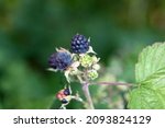 Delicious Blackberries On A...